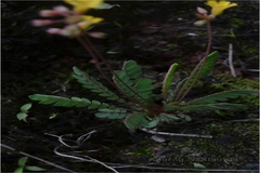 Biophytum reinwardtii